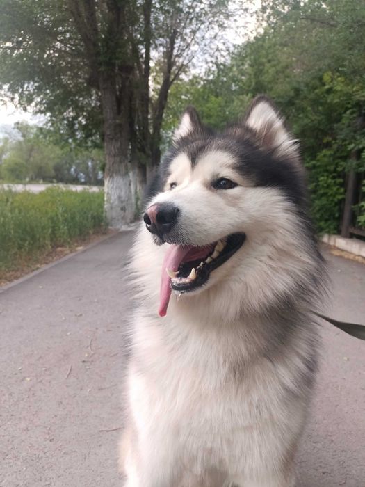 Аляскинский маламут (вязка)