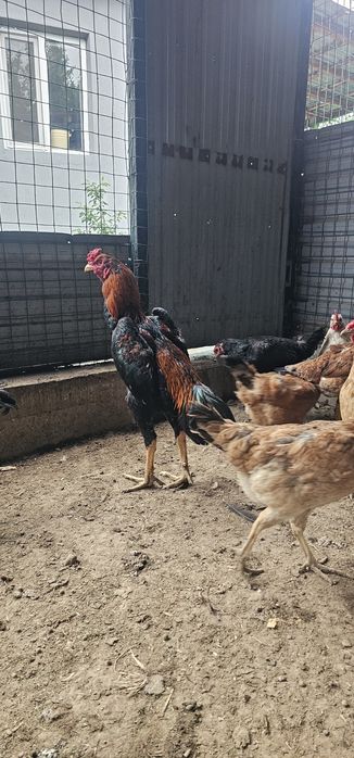 Дакан бойцовая птица