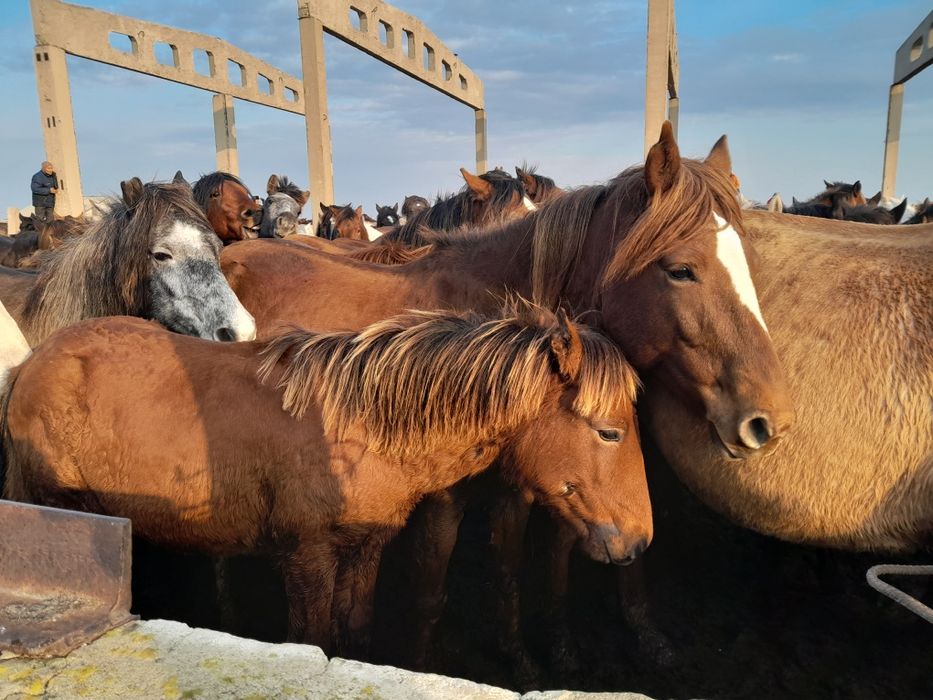 Бие сатылады 7 жасар  продам кобылу 7 лет.