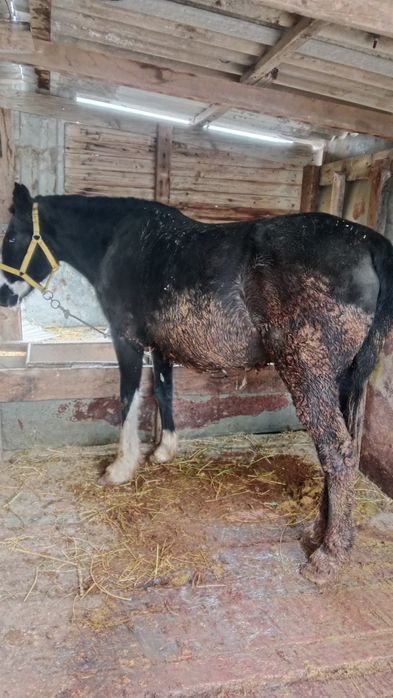 Семиз баилау бие сатылады