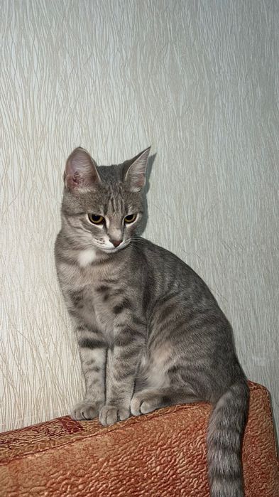 Отдам умного кота