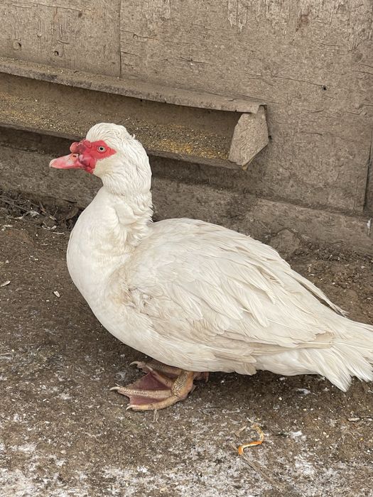 Продам селезня мускусной утки