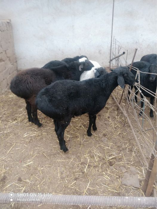 Кочкорлар суйишга бокишгабор