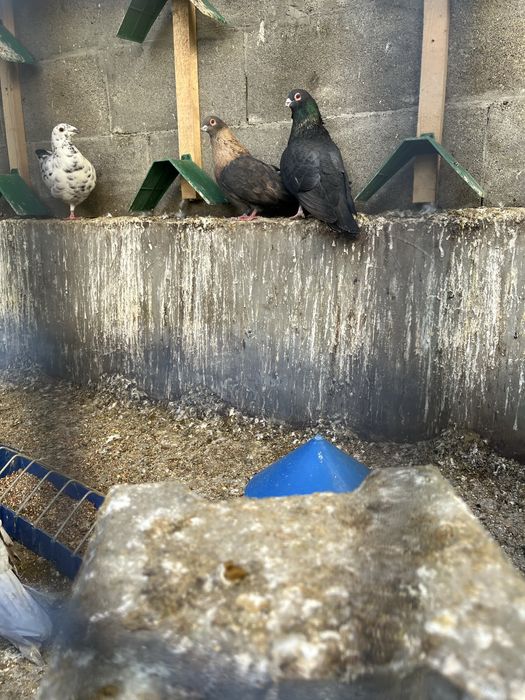 Гълъби Египетски суифт