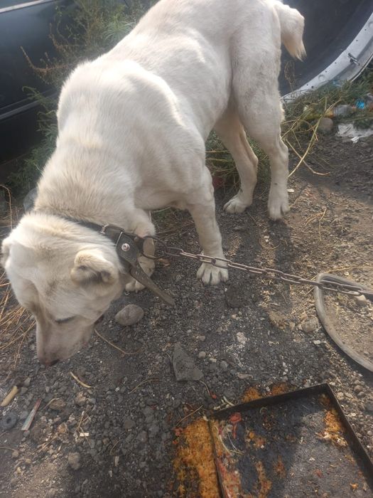 Алабай девочка СРОЧНО