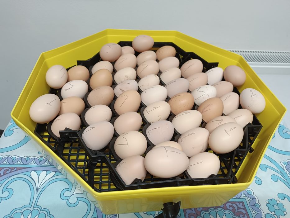 Ouă australop incubat