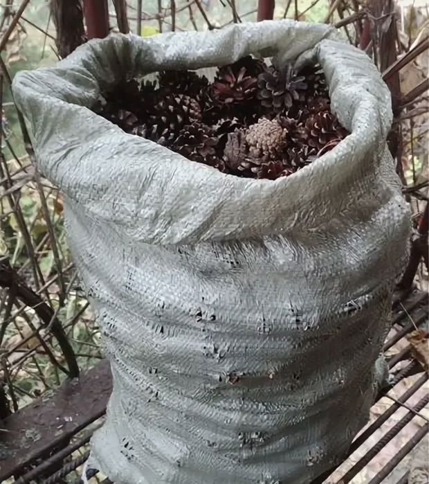 Продам сухая шишка сосна