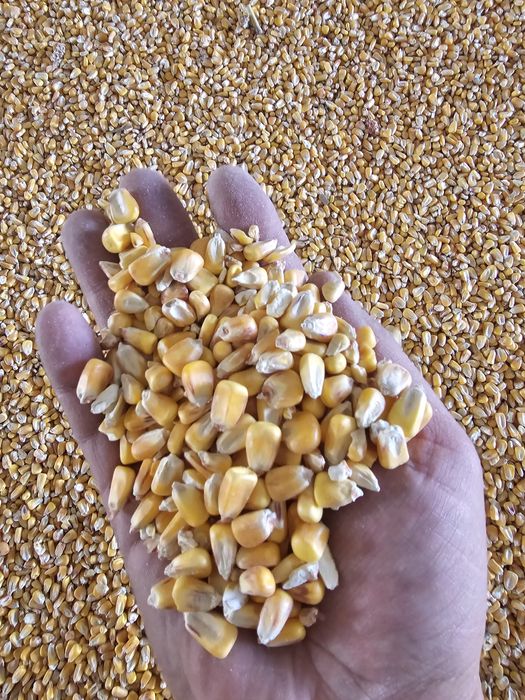 Кукуруза кормовая