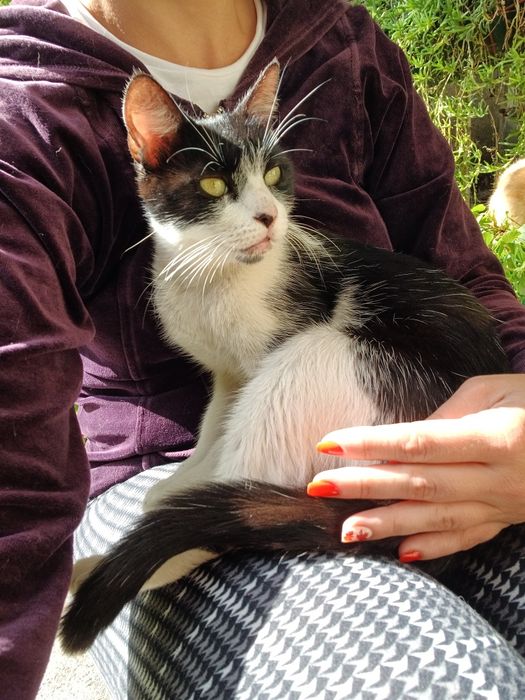 Търси дом - нежна домашна котка