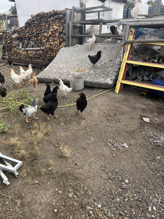 Продам молодых петухов