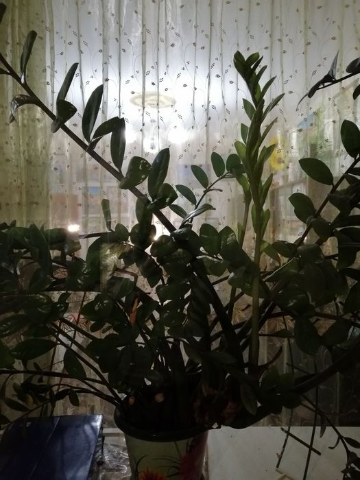 Продам доллоровое дерево