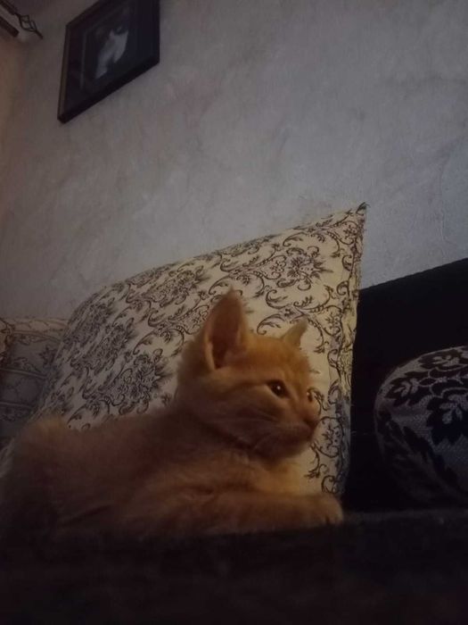 Рыжий котёнок в добрые руки