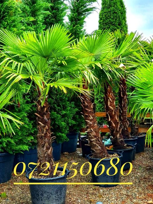 Vand plante exotice ( palmier cycas,, palmieri rezistenti la inghet, yucca, maslin, mandarin, bananier, agave, aloe Vera, portocal, lamai, etc