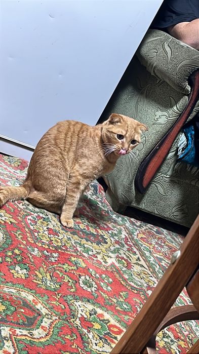 Отдам красивого котика и ласкового