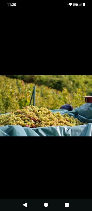 Struguri de vin alb și negru