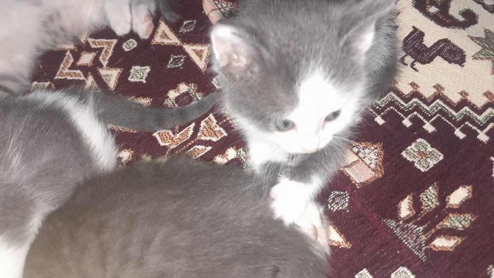 Котята бесплатно/ Марғаулар тегін