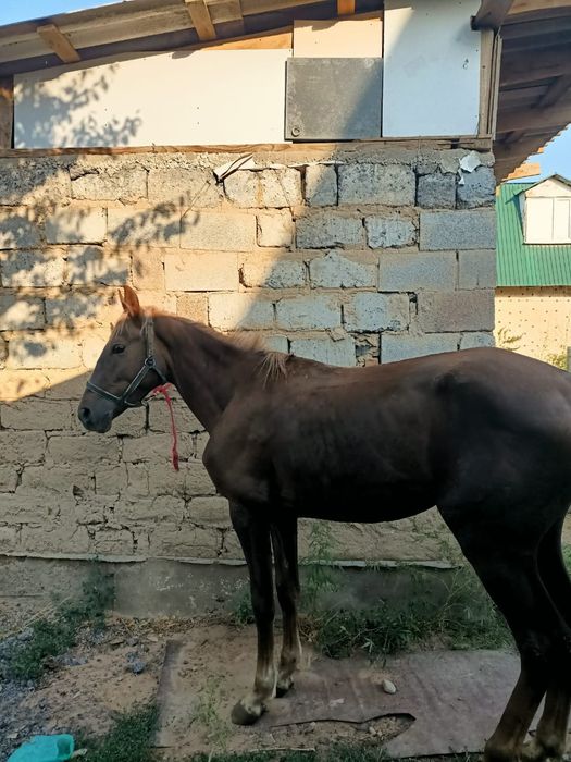 Құнан  3 жасар...