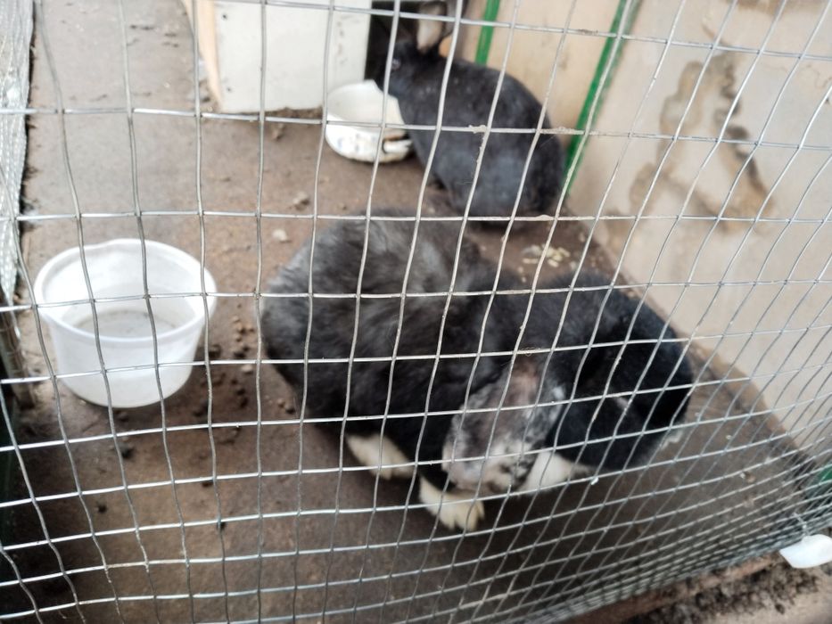 Quyonlar sotiladi baran