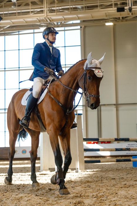 Спортивная лощадь,мерин 2017 г.р.маршруты до 120 см, опыт соревнований