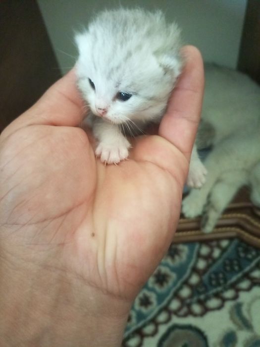 Sotiladi 4 bolasi bilan