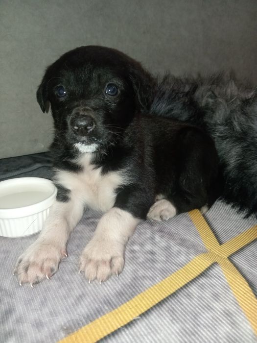 Щенок девочка в самые добрые руки