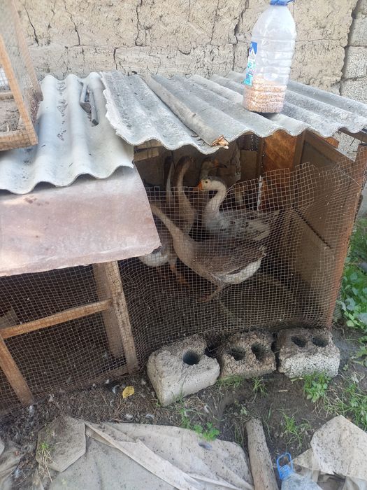 Goz sotiladi toshkent shaxar