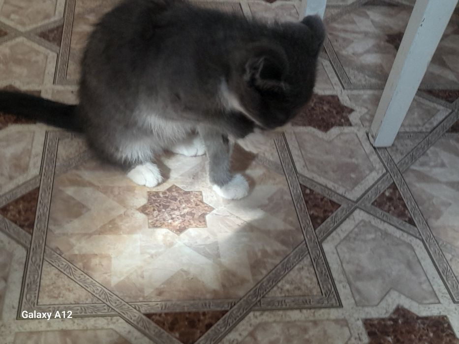 Отдам кошечку в добрые руки