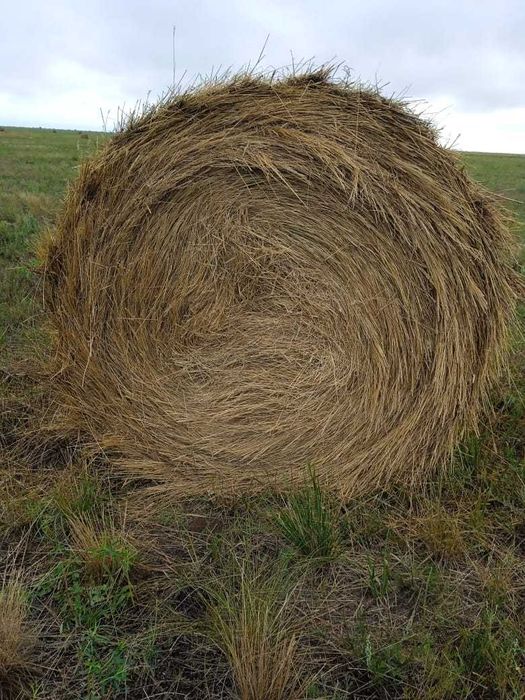 Сено в рулонах, сено в тюках