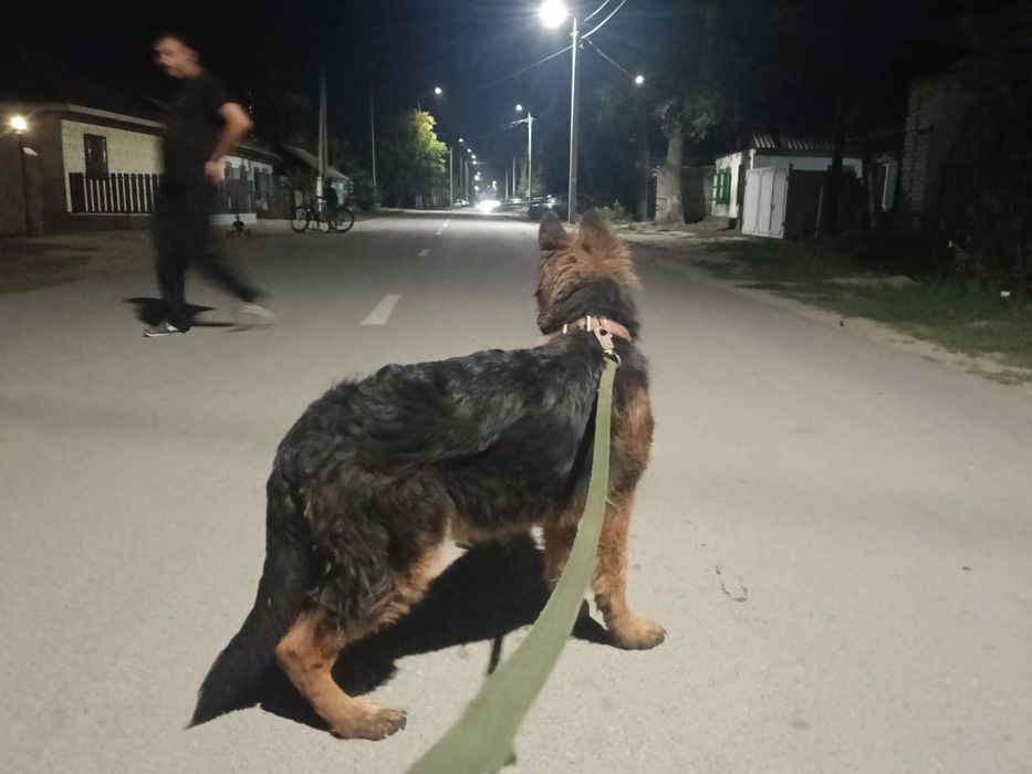немецкая овчарка девочка