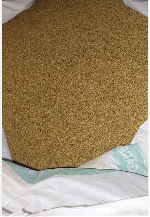 Vand seminte de lucerna