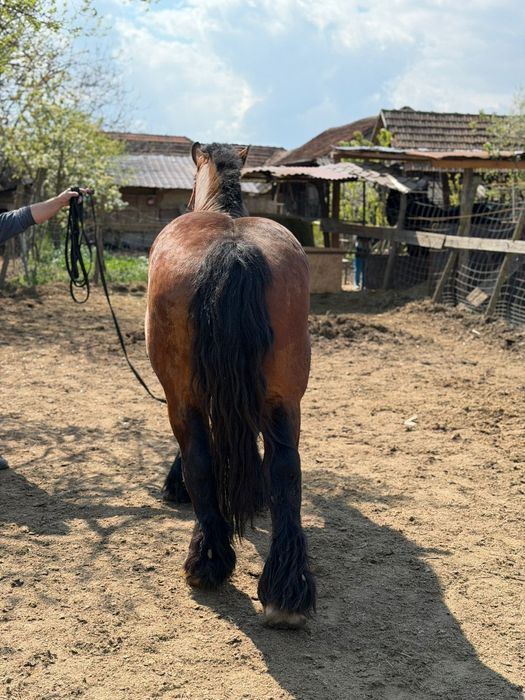 Armăsar ardenez de montă