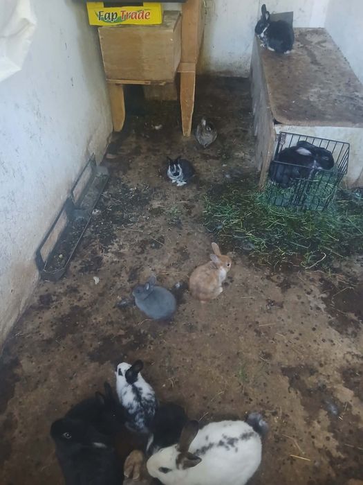 Iepurași de vânzare