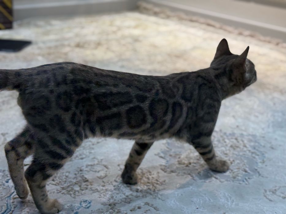 Bengal mushukcha