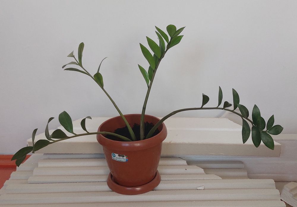 Доллар гүлдер сатылады.