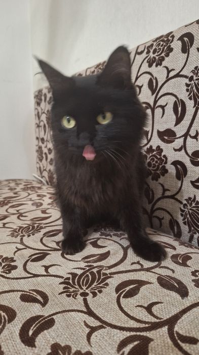 Миниатюрная кошка