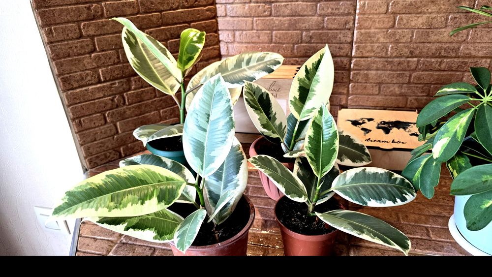 Продаю фикус  Эластика Тинеке