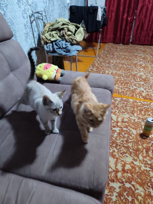 Отдам котят в добрые руки