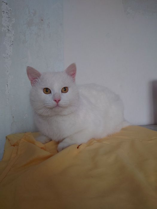 Котик Зефир ищет дом