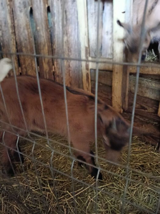 Ieduțe de vânzare alpine