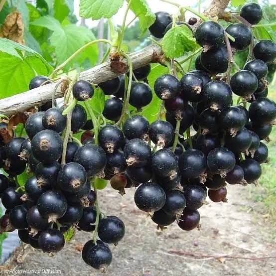 Продам чёрную смородину