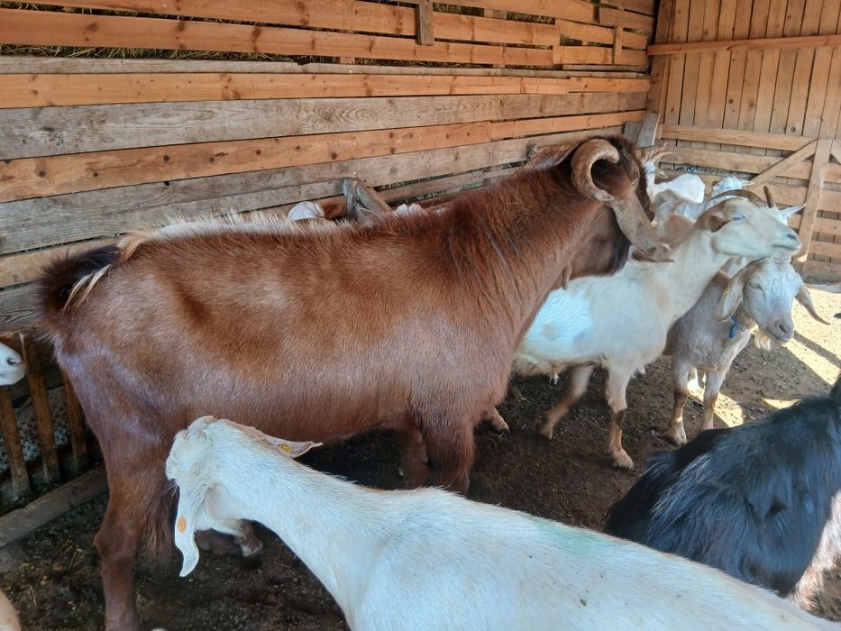 Продавам  п р ъ ч