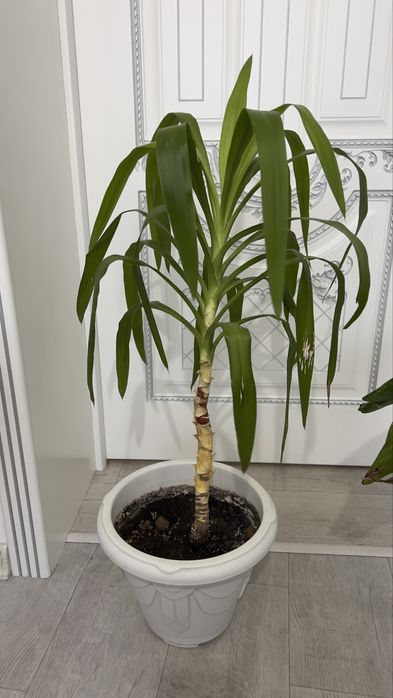 Пальма Юкка взрослое растение