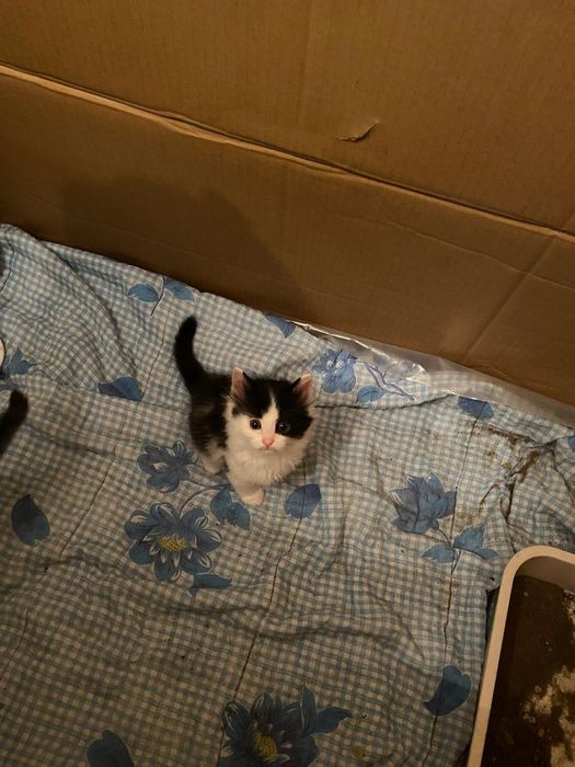 Котята в добрые руки, бесплатно