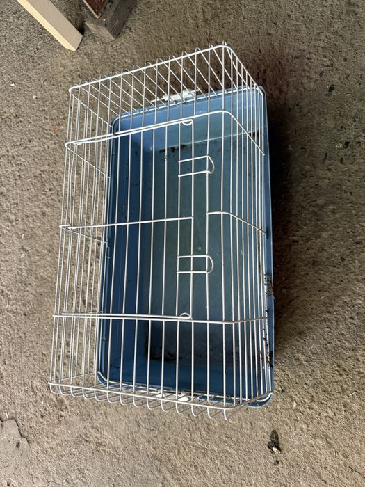 Vand iepure de casa cu cusca inclusa