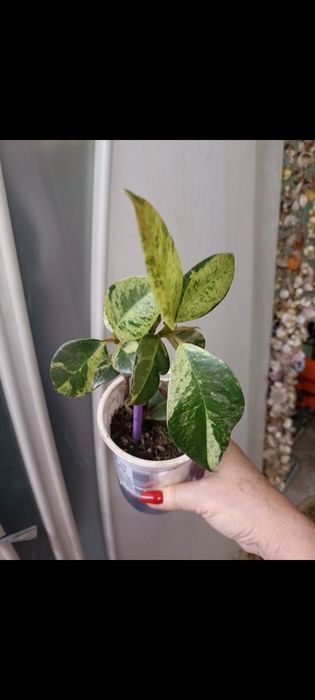 Продаются комнатные цветы