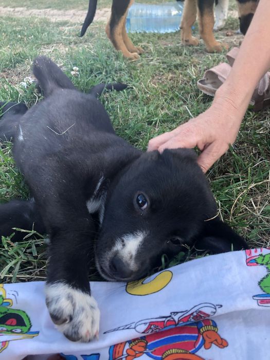 Catei gasiti pentru adoptie in Crevedia Buftea