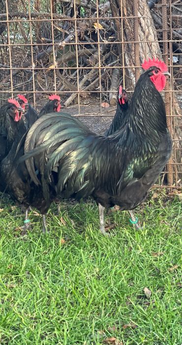 Oua incubat Australorp negru