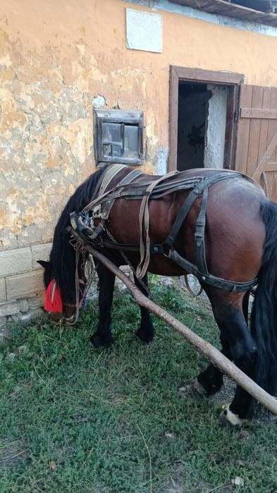 Armăsar de 10 ani