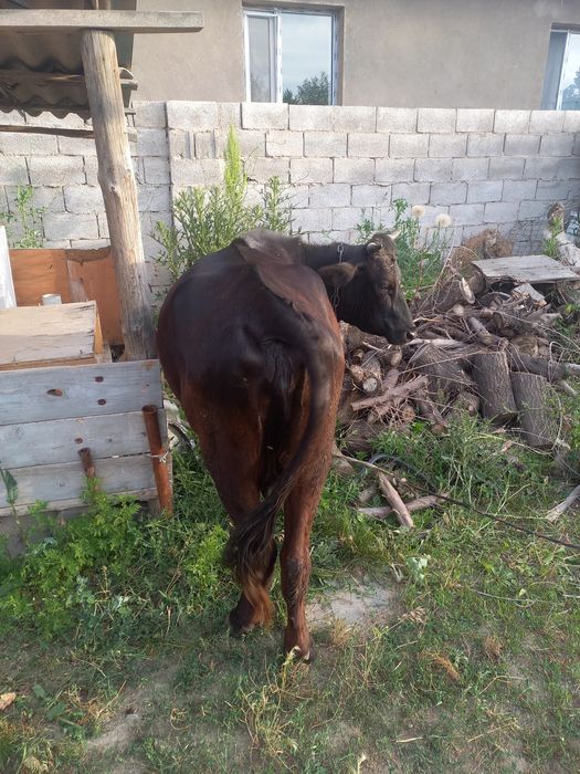 Корова, сиыр , продам