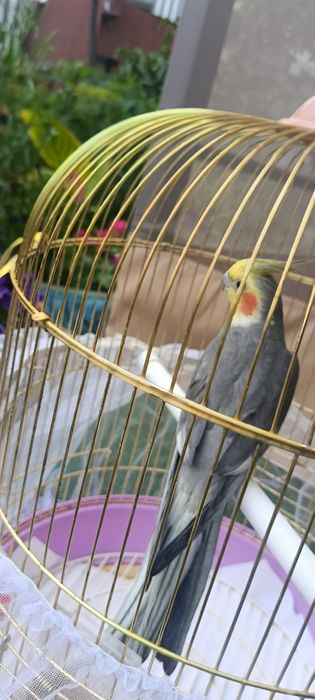 Продаем классного веселого игривого попугая!
Красивый, добрый попугай.